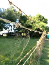 Close-up of spider web on tree