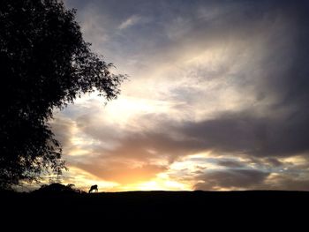 Silhouette tree against sky during sunset