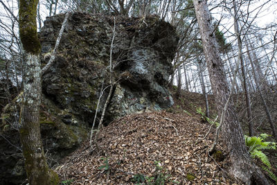 View of trees in forest