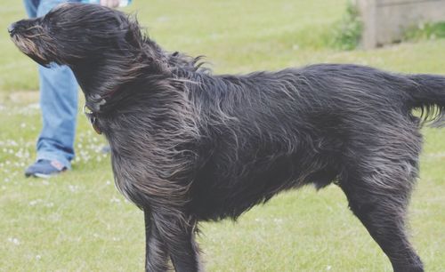 Black dog standing on field