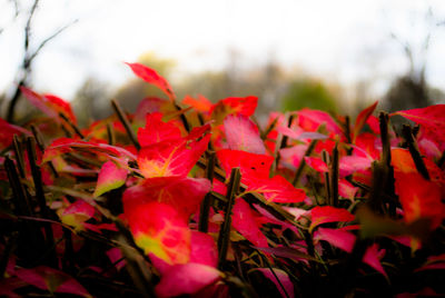 Close-up of red leaves