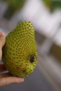 Close-up of hand holding fruit