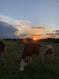 Cows grazing in field during sunset