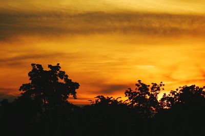 Silhouette plants against dramatic sky during sunset