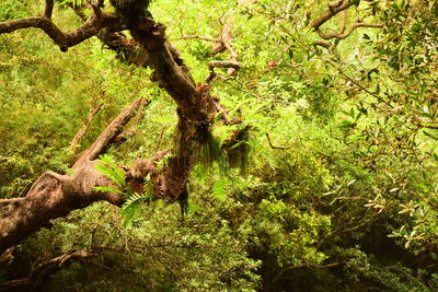 Trees growing in forest