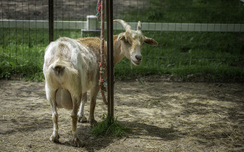 Portrait of a restrained goat on a farm in chattanooge tennessee