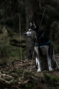 Dog looking away sitting on field in forest