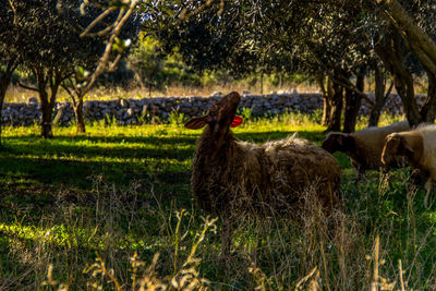 View of sheeps on field