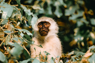 Portrait of monkey