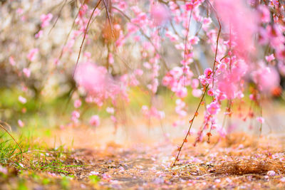 Close-up of pink flowering plants on field