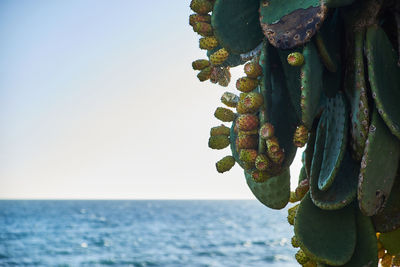 Close-up of leaves in sea against clear sky