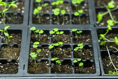 Close-up of plants