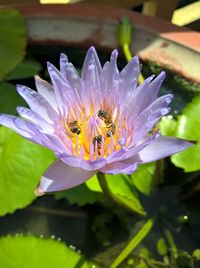 Close-up of bee pollinating flower