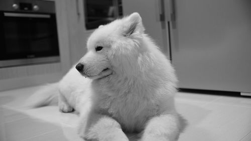 Close-up of dog sitting