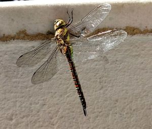 Close-up of insect