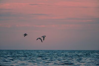 Birds flying over sea against sky during sunset