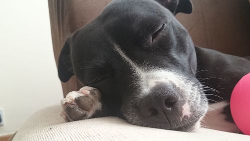 Close-up of dog relaxing at home