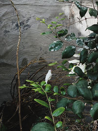 High angle view of bird on leaves in lake