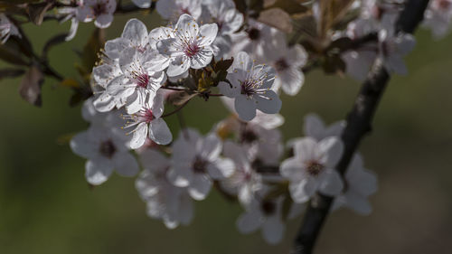 Close-up of cherry blossom