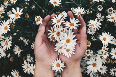 Low section of person holding daisy flowers