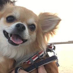 Close-up portrait of dog