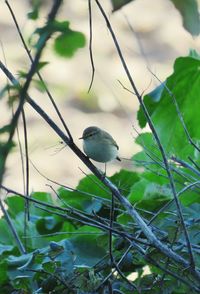 Close-up of bird perching on branch