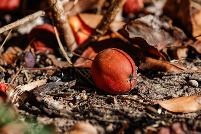 Close-up of fruits on field