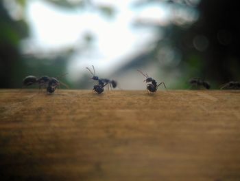 Close-up of ant flying