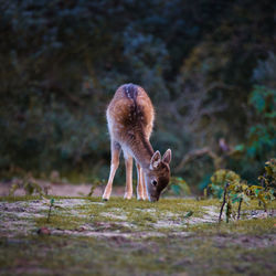 Deer grazing on field