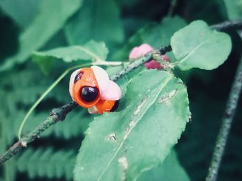 Close-up of ladybug on leaf