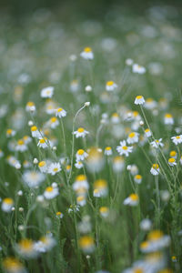 Wide field of matricaria chamomilla recutita, known as chamomile, camomile or scented mayweed.