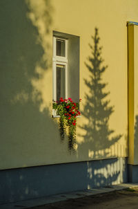 Flower tree by building against sky