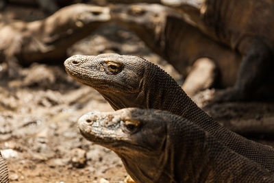 Close-up of lizard on land