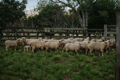 Sheep in a field