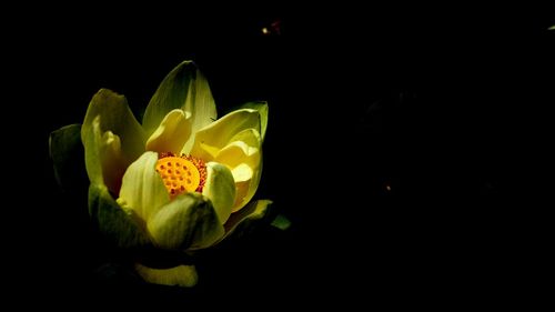 Close-up of flower blooming against black background