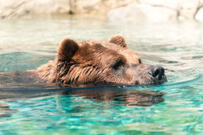 Grizzly bear swimming in pond at zoo