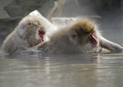 Japanese macaque in a wildlife reserve near nagano, japan