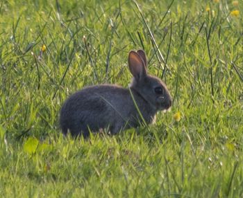 Rabbit on grassy field