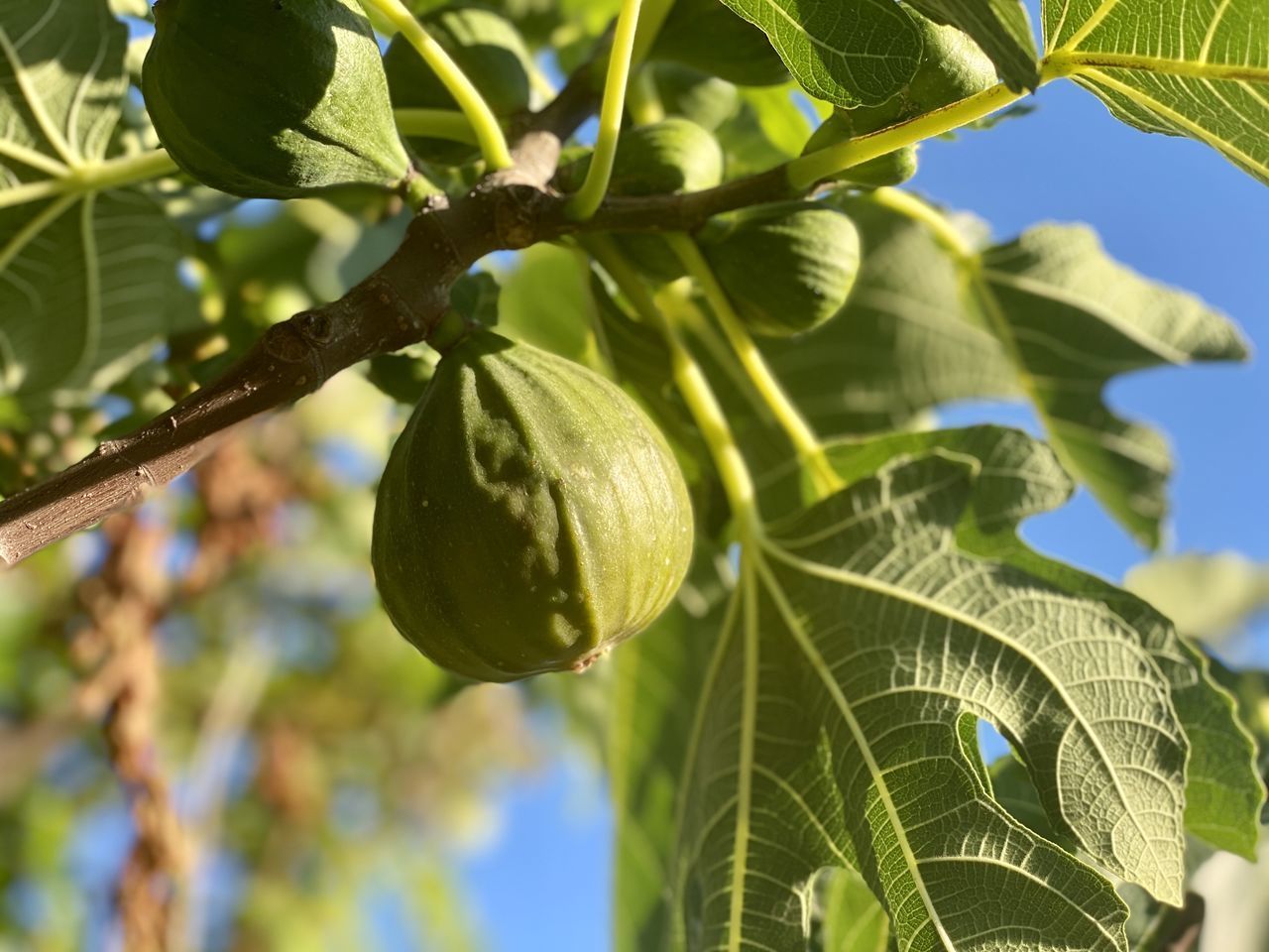 CLOSE-UP OF FRUIT ON TREE