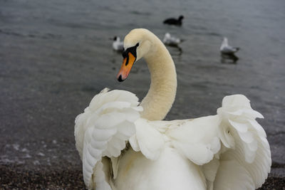 Swan in a lake