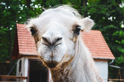 Close-up portrait of a horse