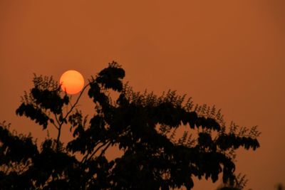 Low angle view of silhouette tree against orange sky