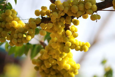 Close-up of grapes growing in vineyard