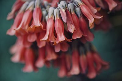 Close-up of red flowering plant