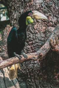 Birds perching on tree