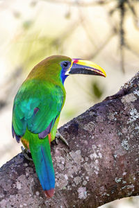 Close-up of bird perching on tree