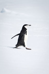 Chinstrap penguin marches across snow facing right