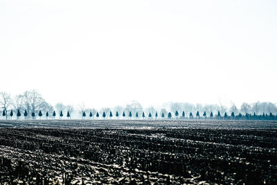 Birds on field against clear sky