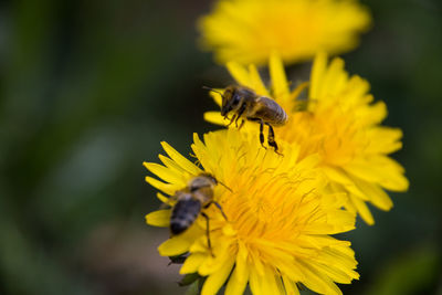 Close-up of bee pollinating on yellow flower