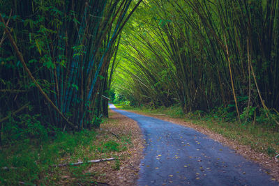 Road amidst trees in forest